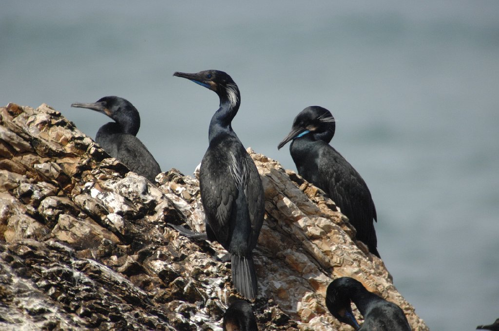 Cormorant, Brandt's, 2009-03058236 Montana De Oro State Park, CA.JPG - Brandt's Cororant. Montana De Oro State Park, CA, 3-5-2009